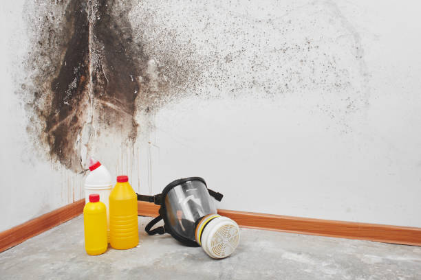 Best Affordable Mold Removal  in Mount Pleasant, TN