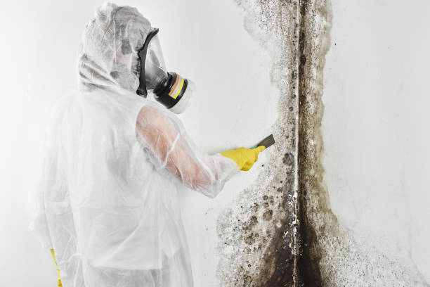 Best Fast Mold Removal  in Mount Pleasant, TN