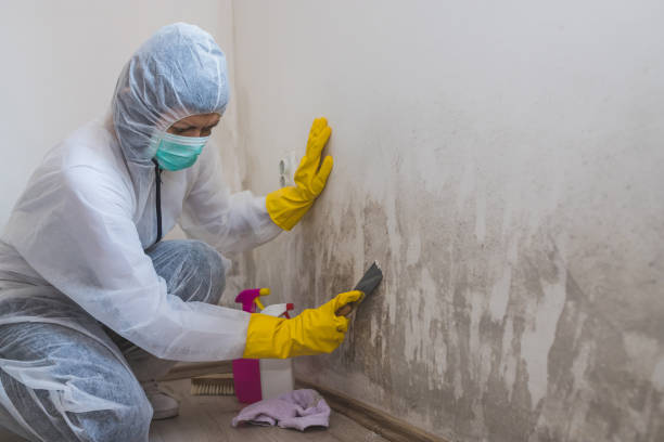 Best Mold Testing  in Mount Pleasant, TN