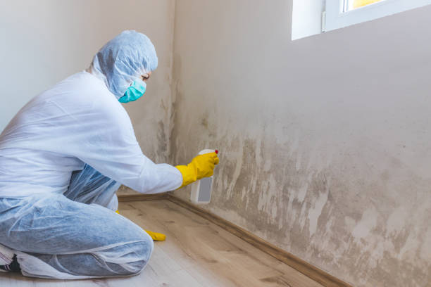 Mold Removal and Inspection in Mount Pleasant, TN