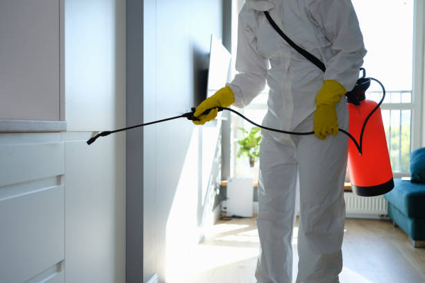 Best Black Mold Removal  in Mount Pleasant, TN