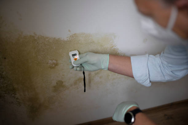 Best Professional Mold Removal  in Mount Pleasant, TN