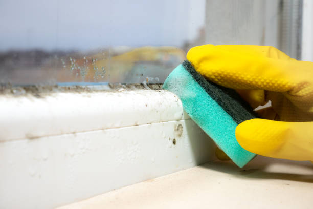 Best Crawl Space Mold Removal  in Mount Pleasant, TN
