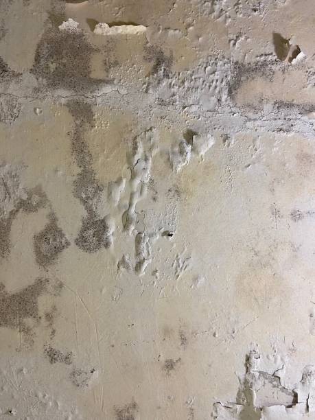 Best Mold Removal Near Me  in Mount Pleasant, TN