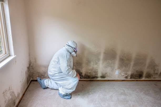 Best Office Mold Removal Services  in Mount Pleasant, TN