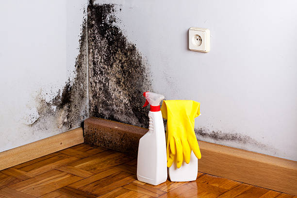 Best Local Mold Removal Service  in Mount Pleasant, TN