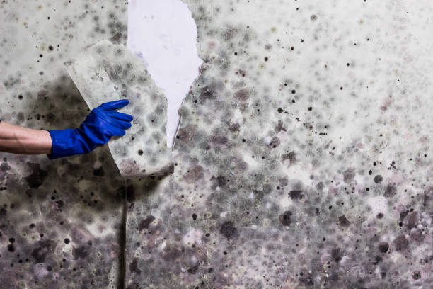 Best Same-Day Mold Removal  in Mount Pleasant, TN