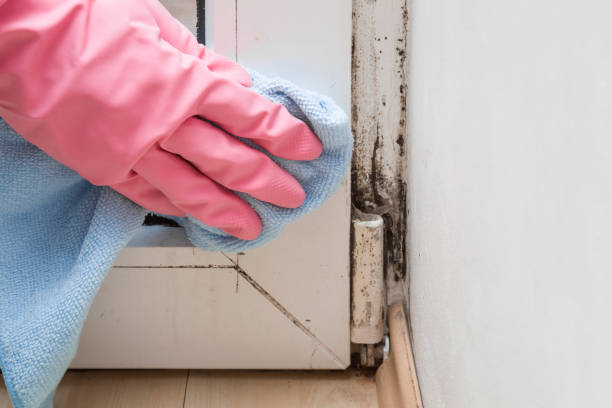 Best Professional Mold Removal  in Mount Pleasant, TN