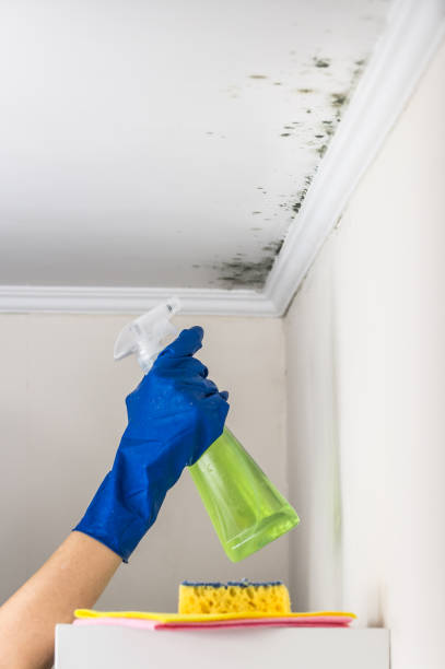 Best Mold Removal Specialists  in Mount Pleasant, TN