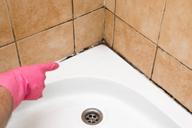 Professional Mold Removal in Mount Pleasant, TN